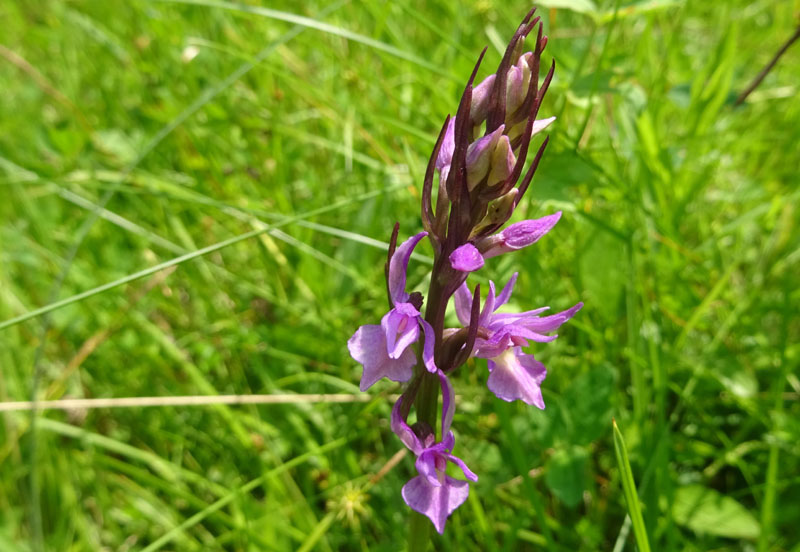 Dactylorhiza traunsteineri ?